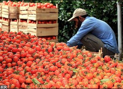 خواص جادویی خرمالو برای بدن